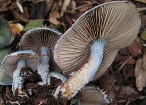 Límcovka modrá - Stropharia caerulea