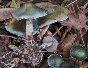 Límcovka modrá - Stropharia caerulea