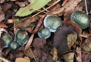 Límcovka modrá - Stropharia caerulea