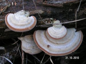 Outkovka chlupatá - Trametes hirsuta (Wulfen) Lloyd 1924