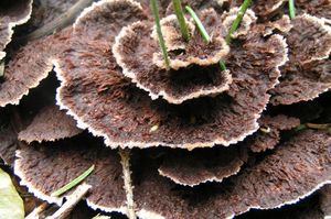 Plesňák zemní - Thelephora terrestris