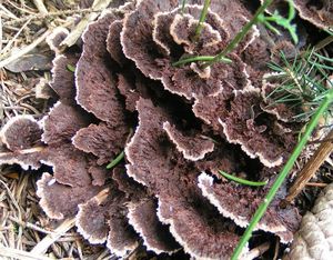 Plesňák zemní - Thelephora terrestris