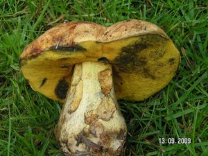 Hřib kovář žlutý - Neoboletus junquilleus (Quél.) Gelardi, Simonini & Vizzini 2014