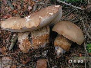 Hřib žlučník - Tylopilus felleus  (Bull.) P. Karst. 1881