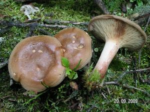 Čechratka podvinutá - Paxillus involutus