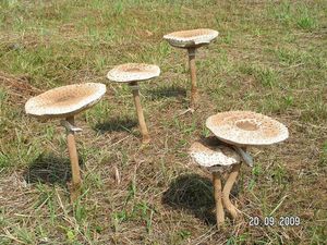 Bedla vysoká - Macrolepiota procera (Scop.) Singer 1948