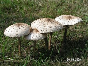 Bedla vysoká - Macrolepiota procera (Scop.) Singer 1948