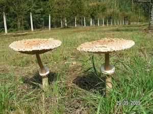 Bedla vysoká - Macrolepiota procera (Scop.) Singer 1948