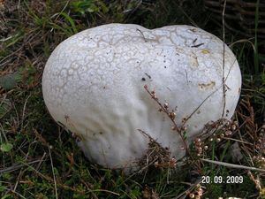 Pýchavka dlabaná - Calvatia utriformis