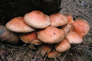 Šupinovka kozincová - Pholiota atragalina