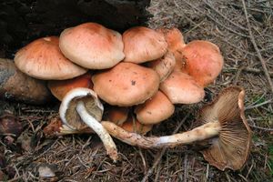 Šupinovka kozincová - Pholiota astragalina (Fr.) Singer 1951