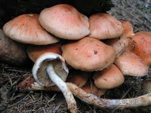 Šupinovka kozincová - Pholiota atragalina