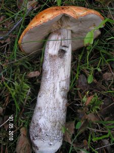 Klikni pro velký obrázek