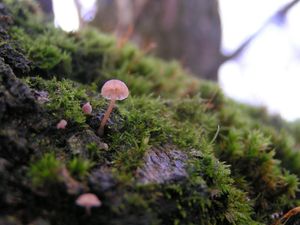 Helmovka korová - Mycena meliigena (Berk. & Cooke) Sacc. 1887