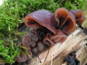 Boltcovitka ucho Jidášovo - Auricularia auricula-judae (Bull.) Quél. 1886