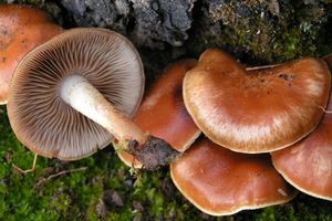 Šupinovka spáleništní - Pholiota highlandensis (Peck) Quadr. & Lunghini 1990