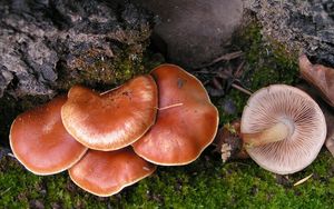 Šupinovka spáleništní - Pholiota highlandensis (Peck) Quadr. & Lunghini 1990