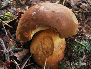 Hřib hnědý - Imleria badia (Fr.) Vizzini