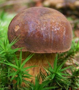 Hřib hnědý - Imleria badia (Fr.) Vizzini