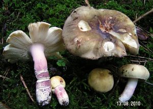 Holubinka fialovonohá - Russula violeipes