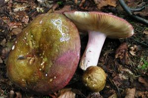 Holubinka olivová - Russula olivacea