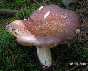 Holubinka olivová - Russula olivacea