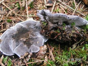 Lošáček černý - Phellodon niger