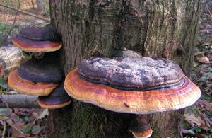 Troudnatec pásovaný - Fomitopsis pinicola (Sowerby) P. Karst.