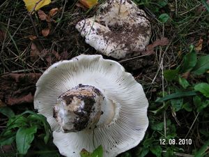 Holubinka bílá - Russula delica Fr. 1838