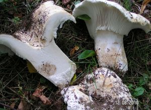 Holubinka bílá - Russula delica Fr. 1838