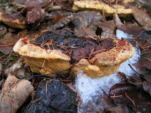 Klikni pro velký obrázek