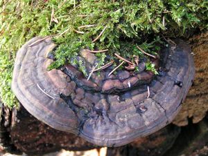 Lesklokorka ploská - Ganoderma applanatum