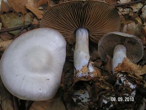 Pavučinec bělofialový - Cortinarius alboviolaceus (Pers.) Fr. 1838