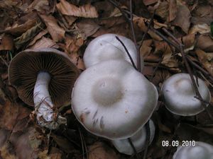 Pavučinec bělofialový - Cortinarius alboviolaceus (Pers.) Fr. 1838