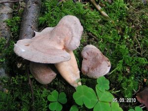 Ryzec vonný - Lactarius glyciosmus (Fr.) Fr.