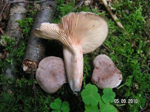 Ryzec vonný - Lactarius glyciosmus (Fr.) Fr. 1838