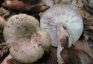 Ryzec zelený - Lactarius blennius