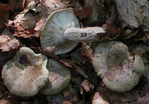Ryzec zelený - Lactarius blennius