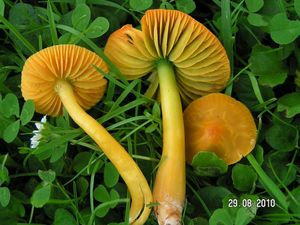 Voskovka papouščí - Hygrocybe psittacina