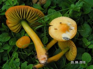 Voskovka papouščí - Hygrocybe psittacina