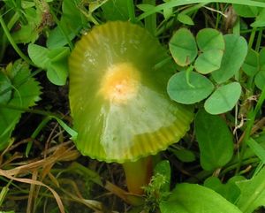 Voskovka papouščí - Hygrocybe psittacina