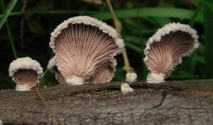 Klanolístka obecná - Schizophyllum commune Fr.: Fr.