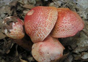 Pavučinec červenošupinný - Cortinarius (Leprocybe) bolaris (Pers.) Fr.