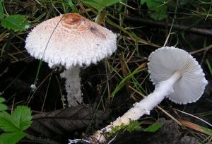 Bedla vlnatá - Lepiota clypeolaria ( Bull. ) P. Kumm.