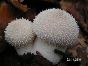 Pýchavka obecná - Lycoperdon perlatum