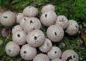 Pýchavka obecná - Lycoperdon perlatum Pers. 1796
