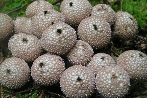 Pýchavka obecná - Lycoperdon perlatum