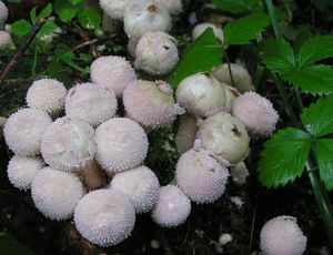 Pýchavka obecná - Lycoperdon perlatum Pers. 1796
