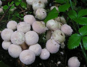 Pýchavka obecná - Lycoperdon perlatum