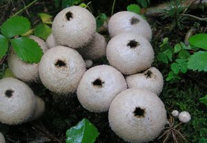 Pýchavka obecná - Lycoperdon perlatum Pers. 1796
